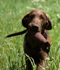 Firedog Standard dummy 1000g oranžový