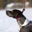EZYDOG OBOJEK CHECKMATE COLLAR - modrý ,, XL"  56 cm - 83 cm