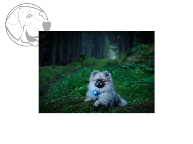 Modré LED světlo na obojek nebo postroj Orbiloc