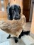 Polštář SRDCE s výšivkou flatcoated retriever a packou - Barva polštářku: Hnědý