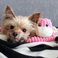 ZippyPaws Spencer - Opice růžová Small / pískací