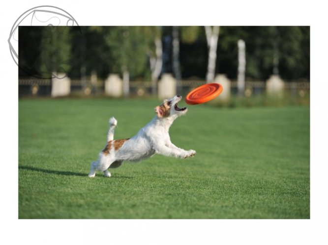 Létajíci talíř Pitchdog 24cm - Barva: Světle modrá
