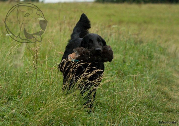 Firedog kožešinový návlek na 500g dummy