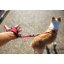 EZYDOG VODÍTKO HANDY LEASH™ , barva modro - černá