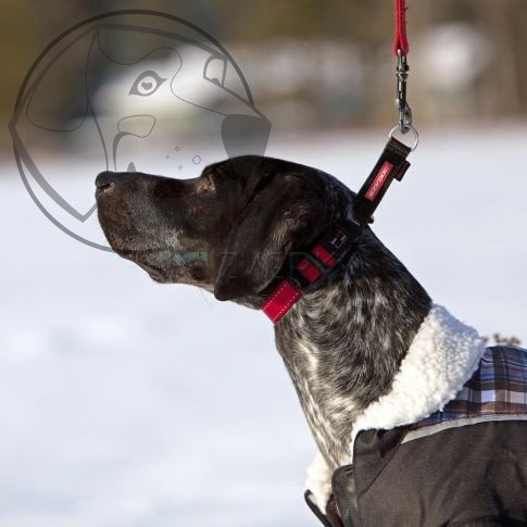 EZYDOG OBOJEK CHECKMATE COLLAR - modrý ,, XL"  56 cm - 83 cm
