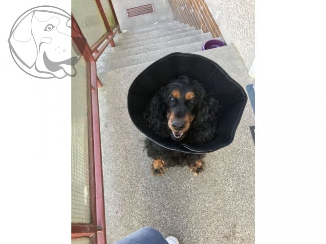 Pooperační ochranný límec pro psa a z pevného nylonu - Rozměry límce: 47-57cm / délka límce 30 cm