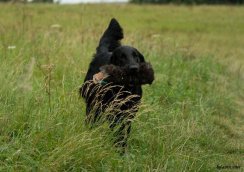 Firedog kožešinový návlek na 500g dummy