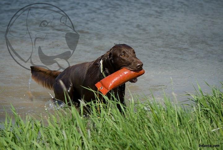 Firedog Standard dummy 1000g oranžový