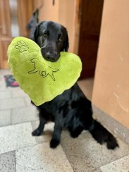 Polštář SRDCE s výšivkou flatcoated retriever a packou
