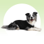Pooperační ochranné oblečení pro psa černé - Délka hřbetu: 40 - 45 cm