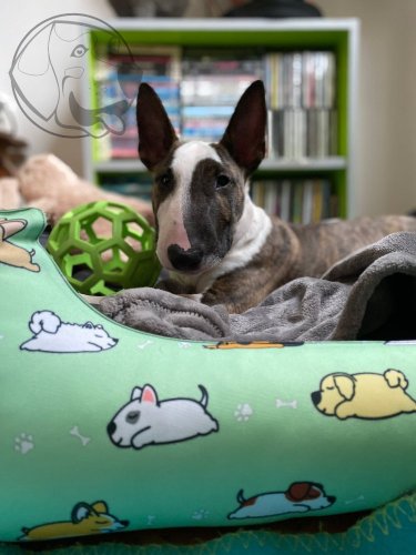 Pelech pro psa Dog Pistachio 60cm x 50cm s polštářem