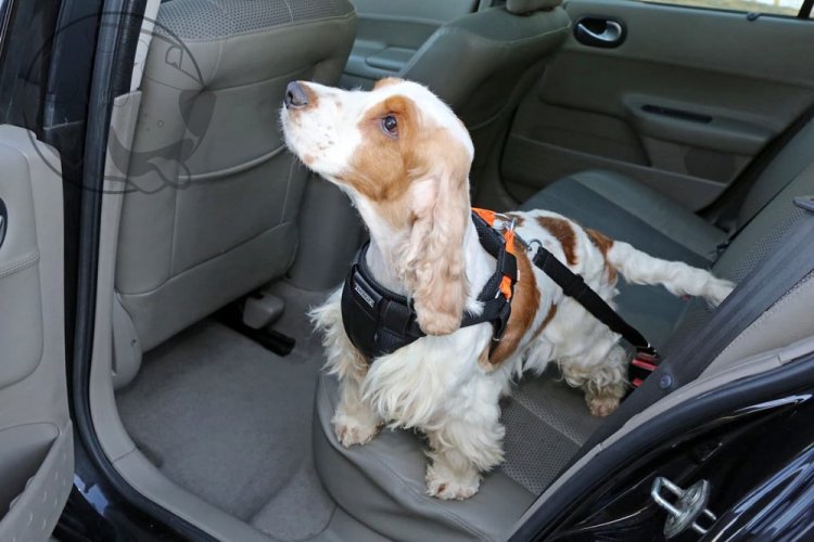 SET - Bezpečnostní pás (postroj + vodítko pro psa), velikost XL / růžový