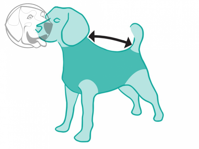 Pooperační ochranné oblečení pro psa modré - Délka hřbetu: 40 - 45 cm