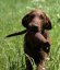 Firedog Standard dummy 1000g oranžový