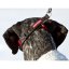EZYDOG OBOJEK CHECKMATE COLLAR - modrý ,, XL"  56 cm - 83 cm