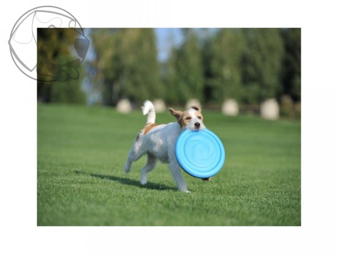 Létajíci talíř Pitchdog 24cm - Barva: Světle modrá