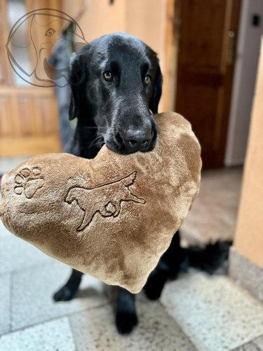 Polštář SRDCE s výšivkou flatcoated retriever a packou - Barva polštářku: Hnědý